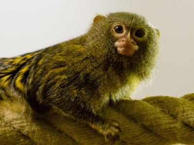 Namanya